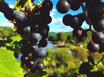 Close-up of grapes