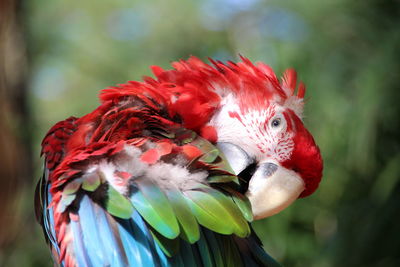 Close-up of parrot