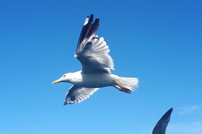 Low angle view of seagull flying in sky