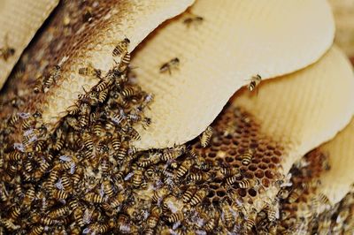 Close-up of bee on leaf