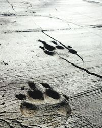 High angle view of dry leaf on beach