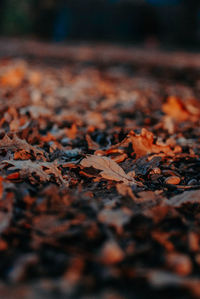 Close-up of dry leaves on ground