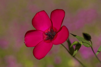 Close-up of pink flowering plant