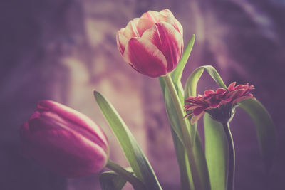 Close-up of tulips blooming outdoors