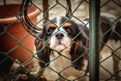 Close-up of dog looking away seen through chainlink fence