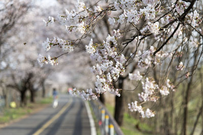 Close-up of cherry blossom