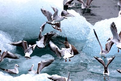 Flock of birds flying over water