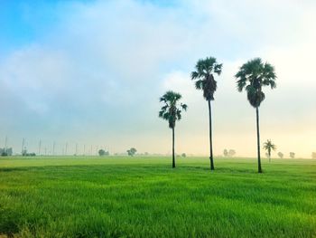 Palm trees on field against sky