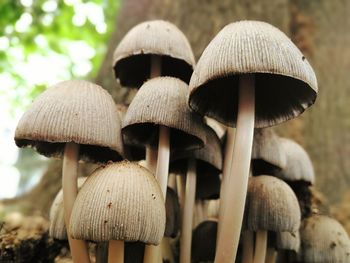 Close-up of fungus growing on tree trunk