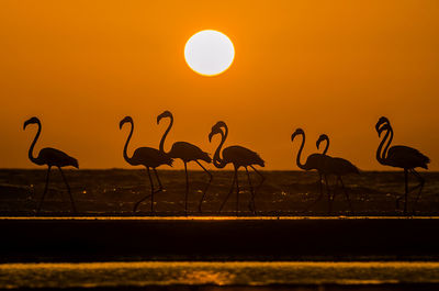 Silhouette flamingo in sea against sky during sunset