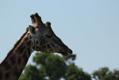 Low angle view of giraffe against sky