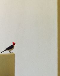 bird