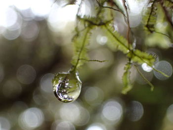 Close-up of raindrops on plant