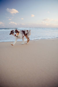 Dog on beach