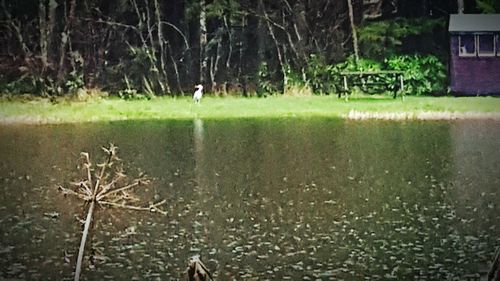 Reflection of trees in pond
