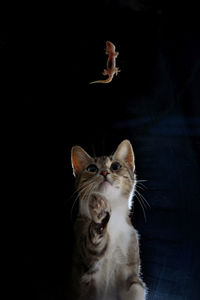 Cat looking up over black background