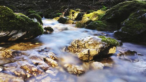 Scenic view of river in forest