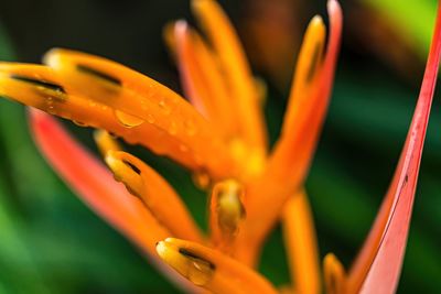 Close-up of orange flowering plant