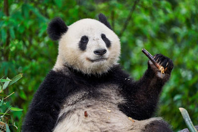 Close-up of an panda