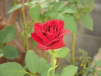 Close-up of red rose