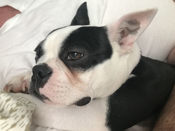 Close-up of dog resting on bed