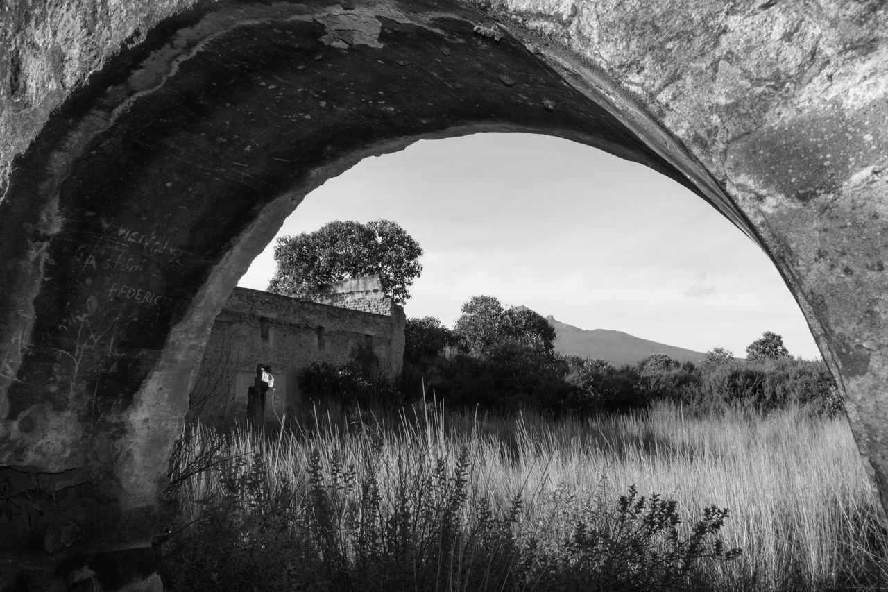 PLANTS AGAINST SKY SEEN THROUGH ARCH