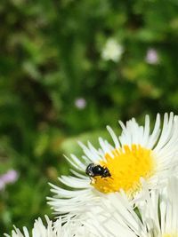 Close-up of bee pollinating on yellow flower