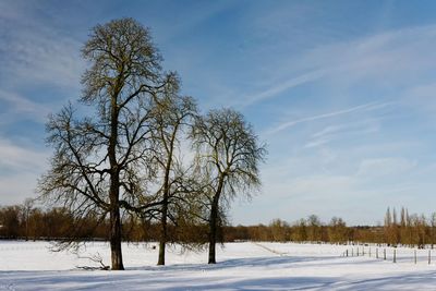 Trees on snow covered field against sky