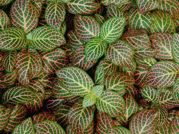 Full frame shot of colorful leaves