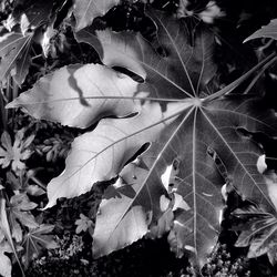 Close-up of leaves on plant