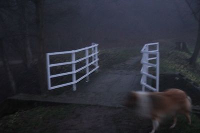 Close-up of dog in grass