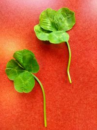 Directly above shot of green leaf on plant