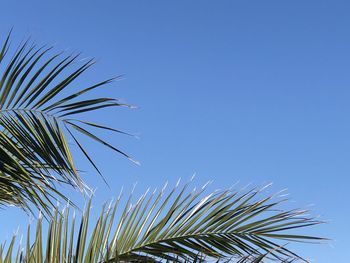 Low angle view of palm tree against clear blue sky