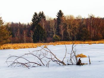 Trees on snow covered landscape