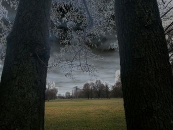 Trees on grassy field