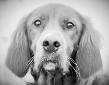 Close-up portrait of dog