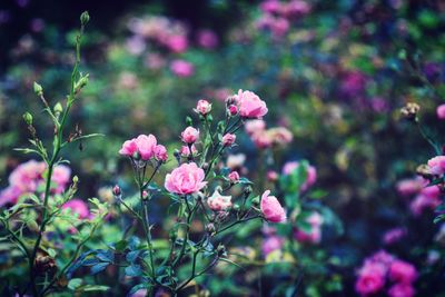 Close-up of pink flowering plants