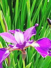 Close-up of pink flowers