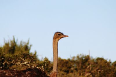 View of a bird on land