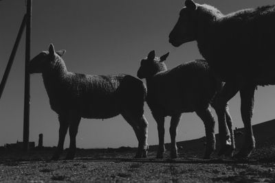 Horses standing on field against sky