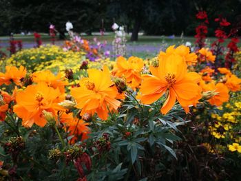 Close-up of orange cosmos flowers blooming in park