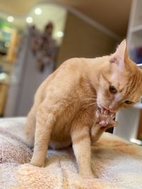 Close-up of a cat looking away at home