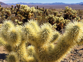 Close-up of cactus growing on field