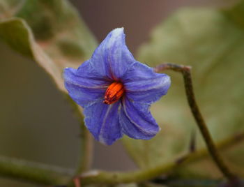 Close-up of purple flower