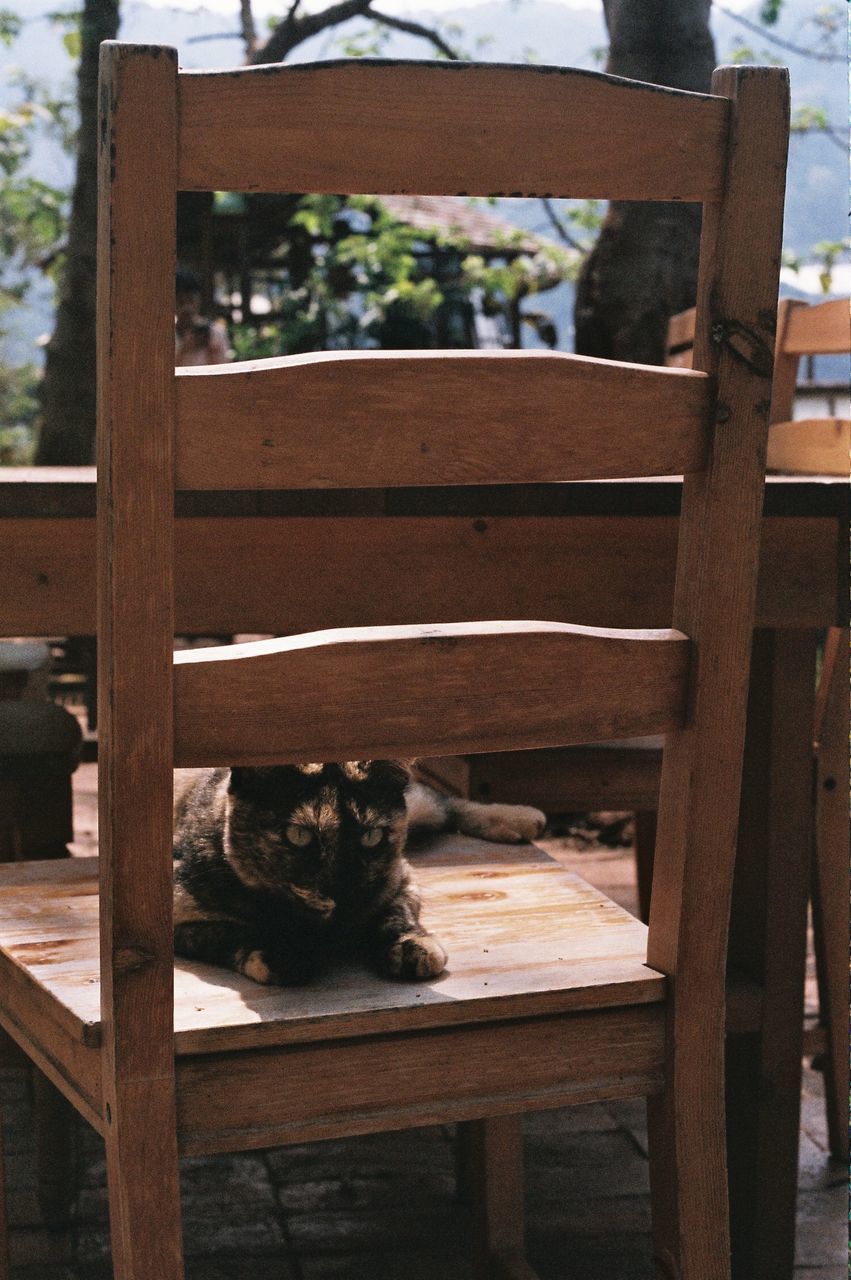 VIEW OF CAT SITTING ON TABLE