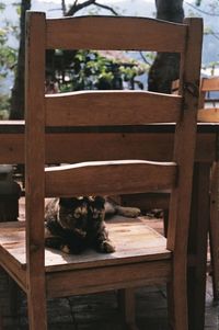 Cat sitting on bench