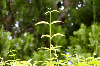 Close-up of plant against blurred background