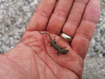 Close-up of lizard on hand