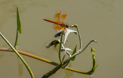 Close-up of insect on flower