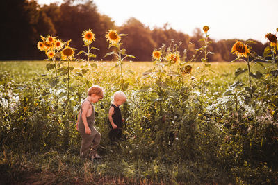 Boys walking to the side in a field of tall sunflowers during sunset